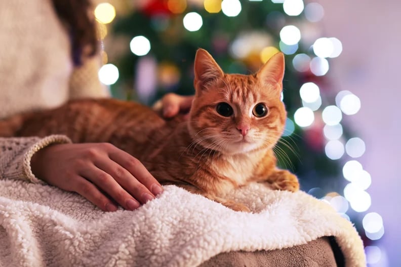 Red-cat-at-home-in-Christmas-time