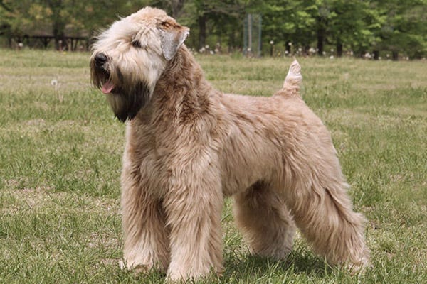 Soft Coated Wheaten Terrier: Best Quiet Dog Breeds for Apartment