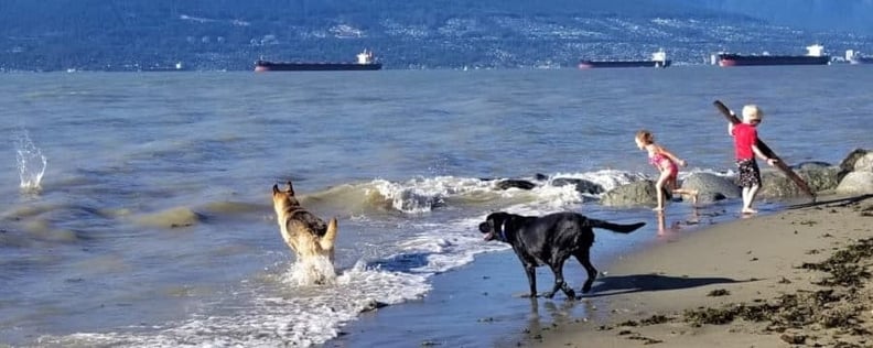 train dog to walk off leash