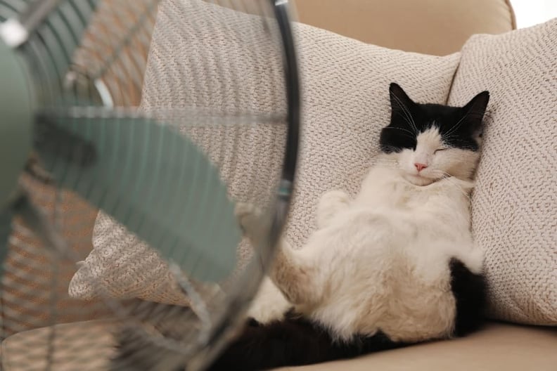 Tuxedo-cat-lounging-on-couch-in-front-of-fan