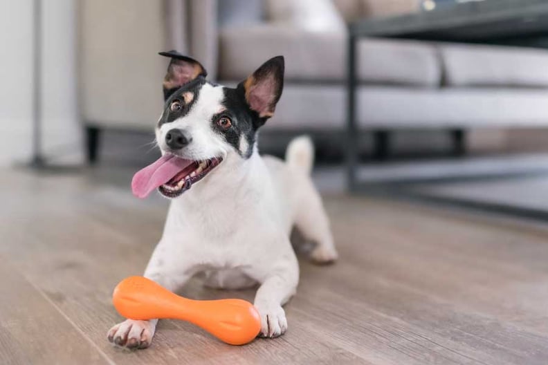 20 Fun Christmas Gift Ideas For Your Dog - Puppy Leaks