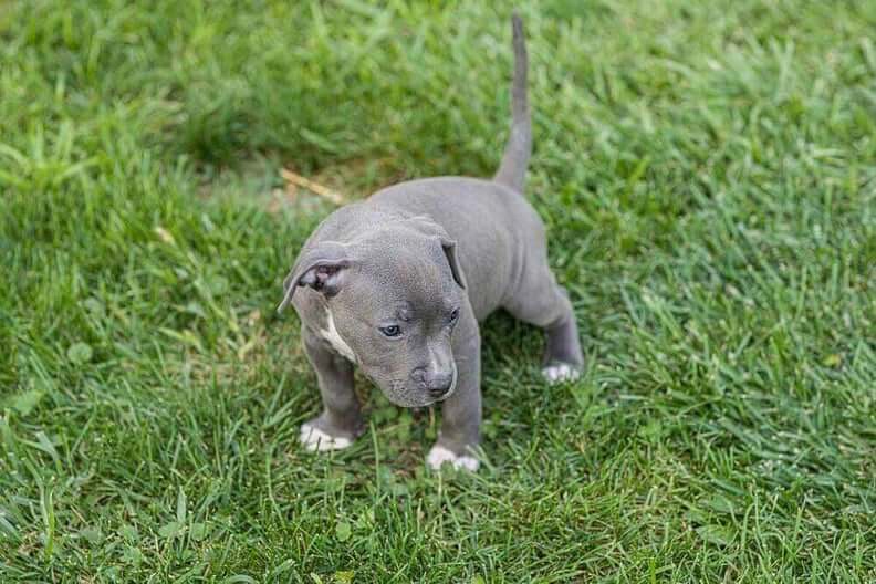 Young-puppy-taking-potty-break1