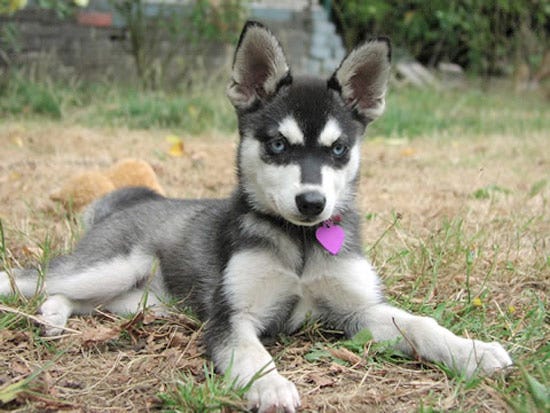 Alaskan Klee Kai Dog Breed - Dog World