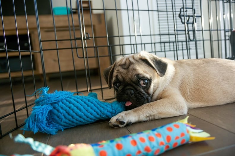 Do Dogs Get Bored - Causes and Solutions – Nuesta Pets