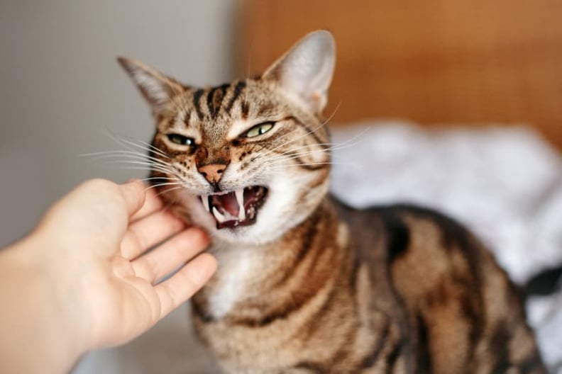 angry-cat-being-petted-by person