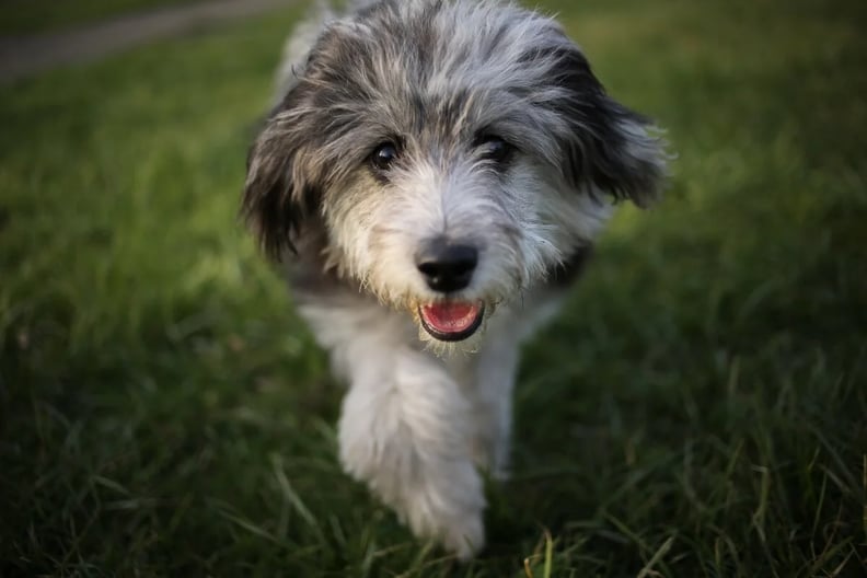 aussiedoodle-puppy-walking-towards-camera