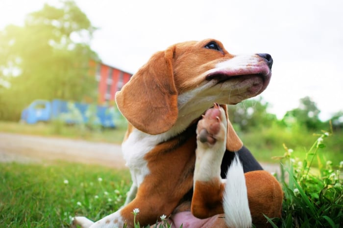 beagle puppy scratching chin S