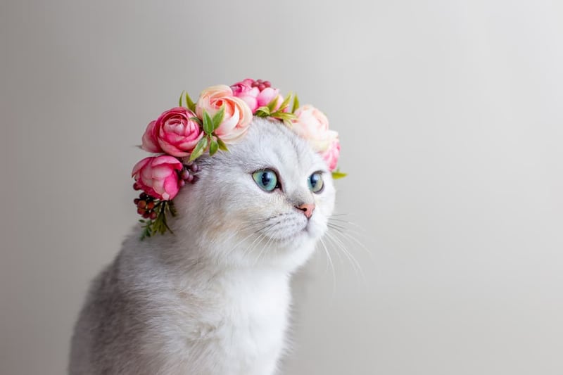 beautiful-white-cat-wearing-flower-crown