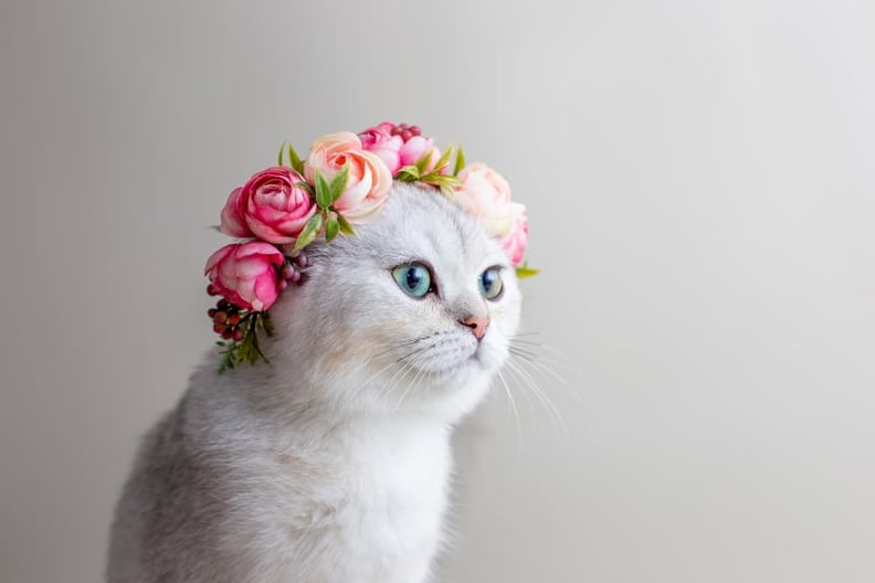 beautiful-white-cat-wearing-flower-crown