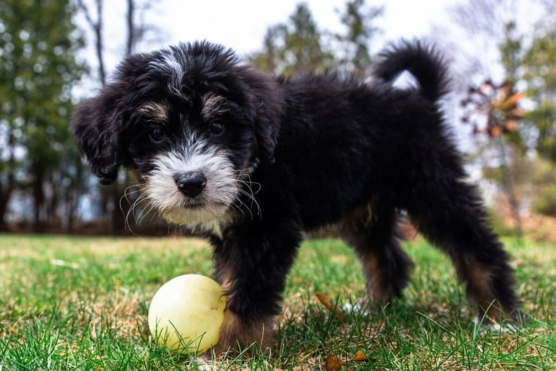 bernedoodle-puppy-playing-with-ball-outside