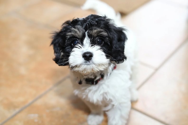 black-and-white-cavapoo-puppy 