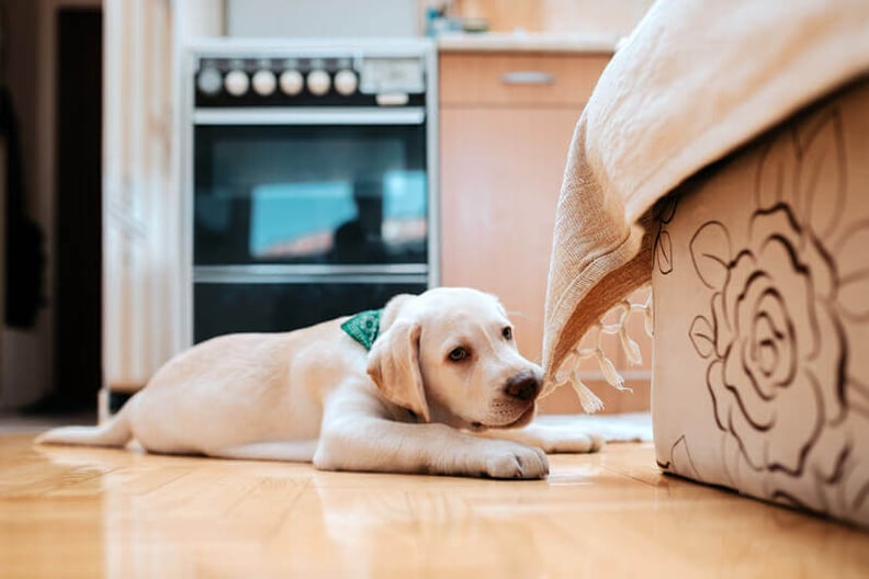 Bored Dogs: How to Recognize and Solve Doggy Boredom