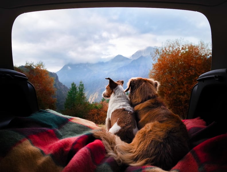 camping with your dog