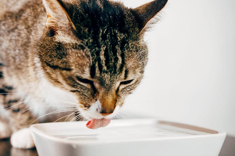 cat drinking water moisture