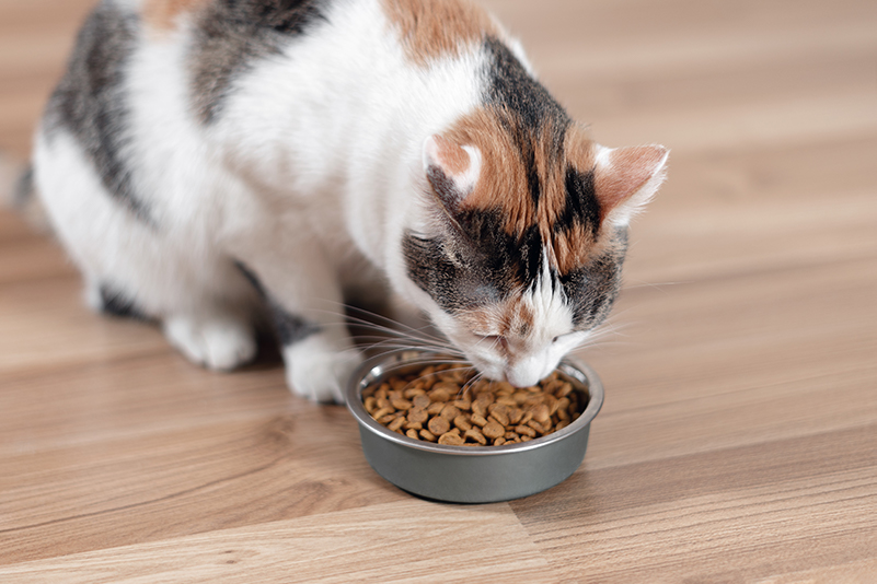cat eating food diet