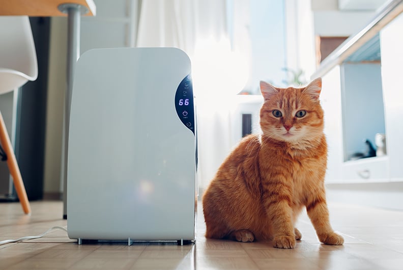 cat humidifier environment