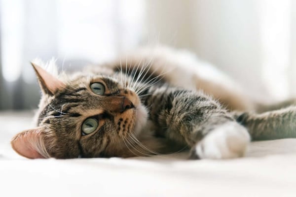 cat laying on bed