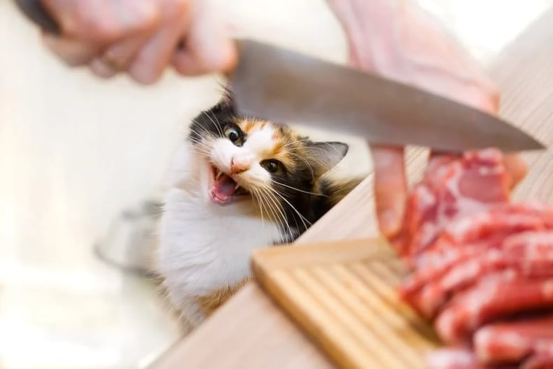 cat-begging-for-raw-meat