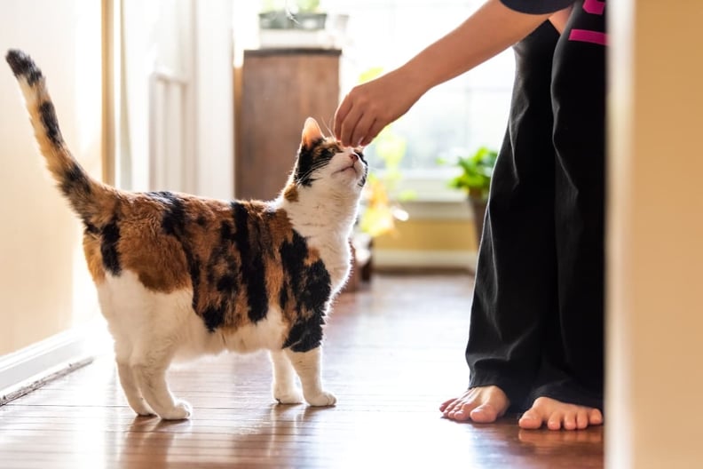 cat-being-treat-trained