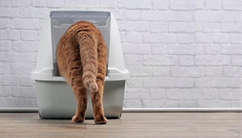 cat-checking-out-hooded-litter-box