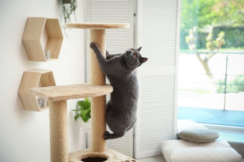 cat-climbing-cat-tree