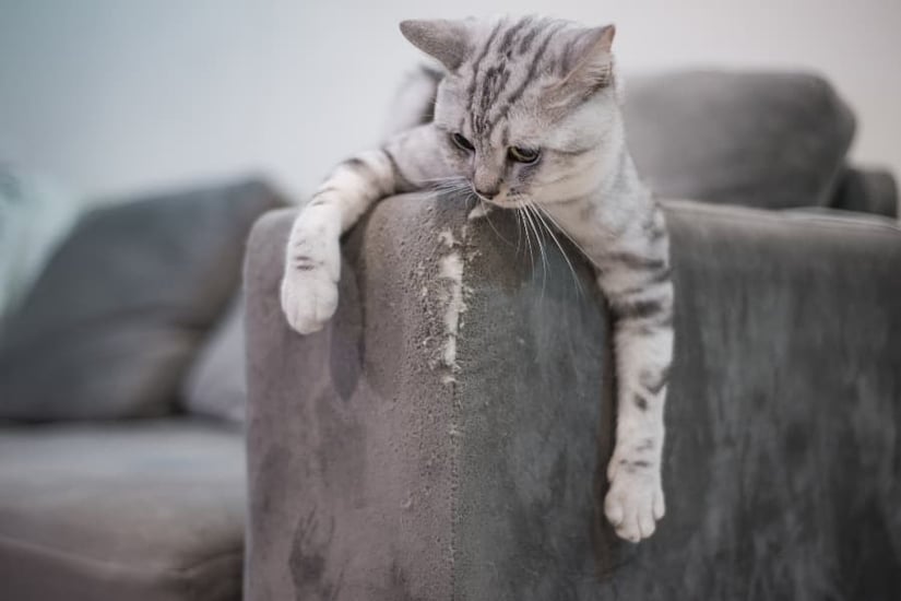 cat-destroying-furniture