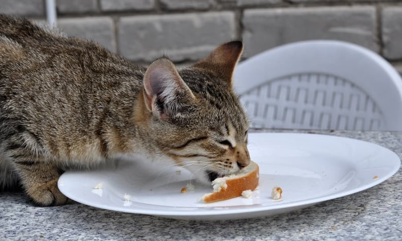 cat-eating-bread-off-plate