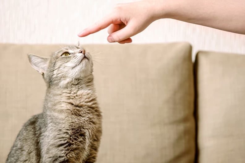 cat-following-finger