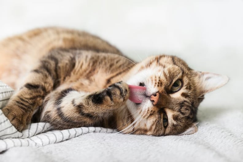 cat-grooming-paw