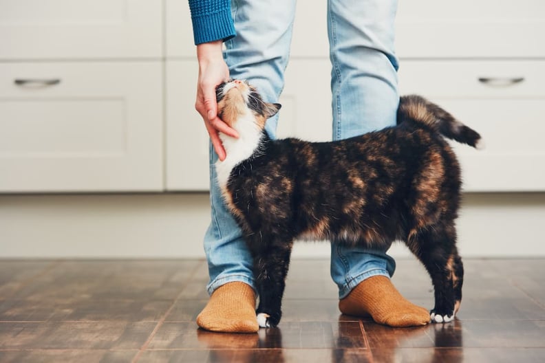 cat-rubbing-against-person-legs