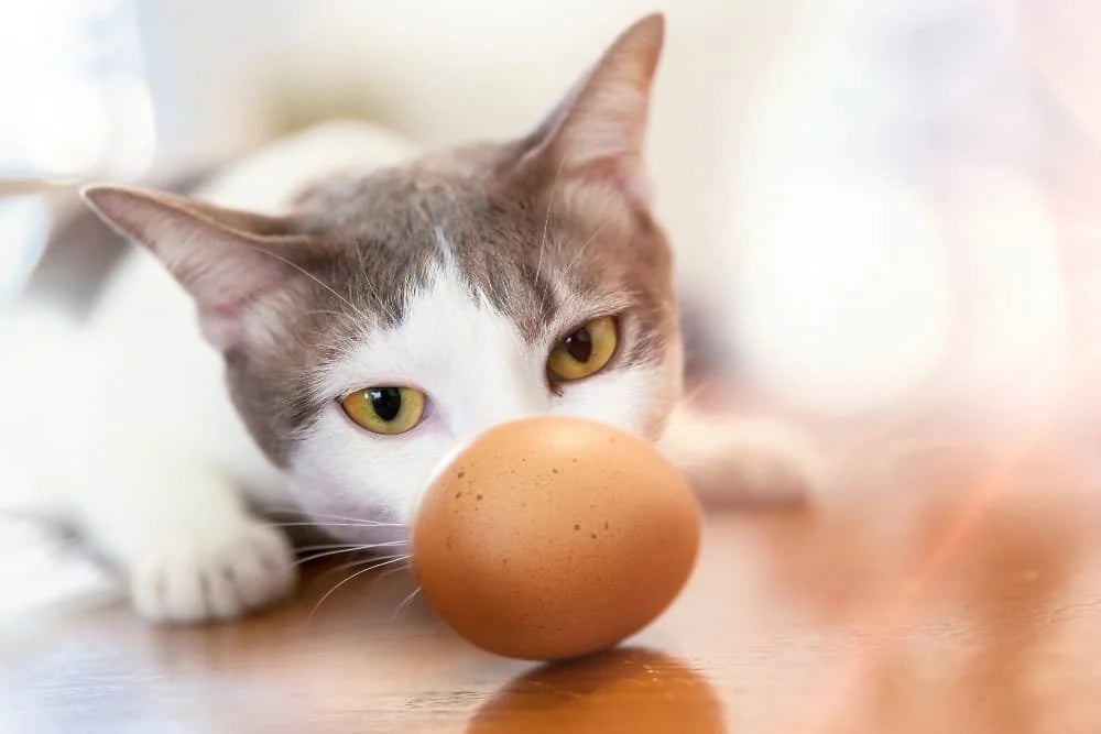 cat-sniffing-eggs