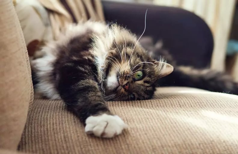 cat-stretched on-couch (1)