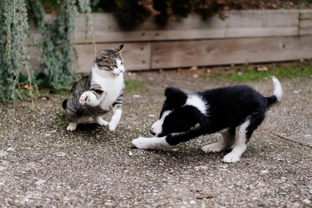 cat-swatting-at-playful-puppy