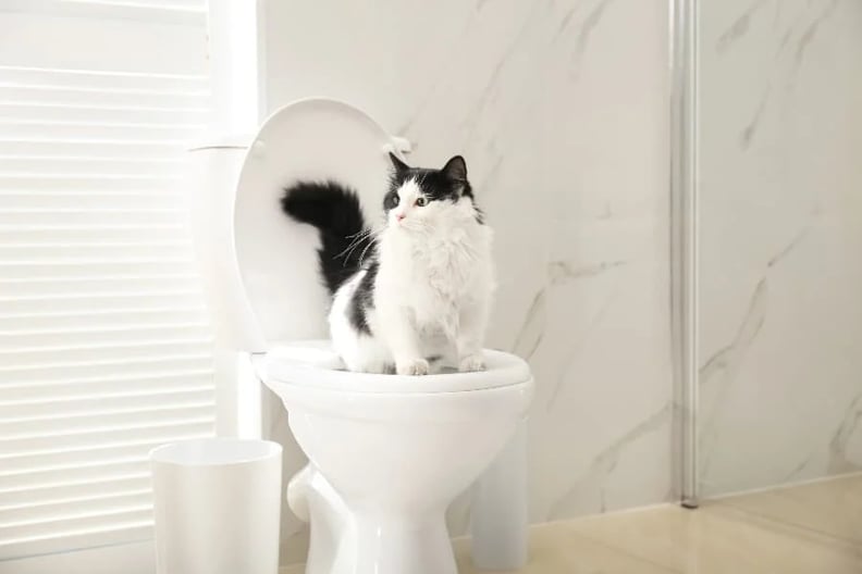 cat-using-toilet-compressed