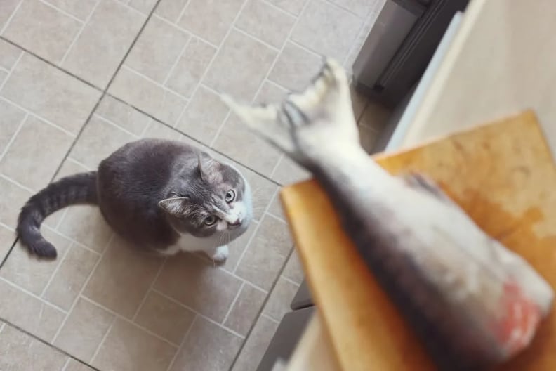 cat-waiting-to-steal-fish-from-counter