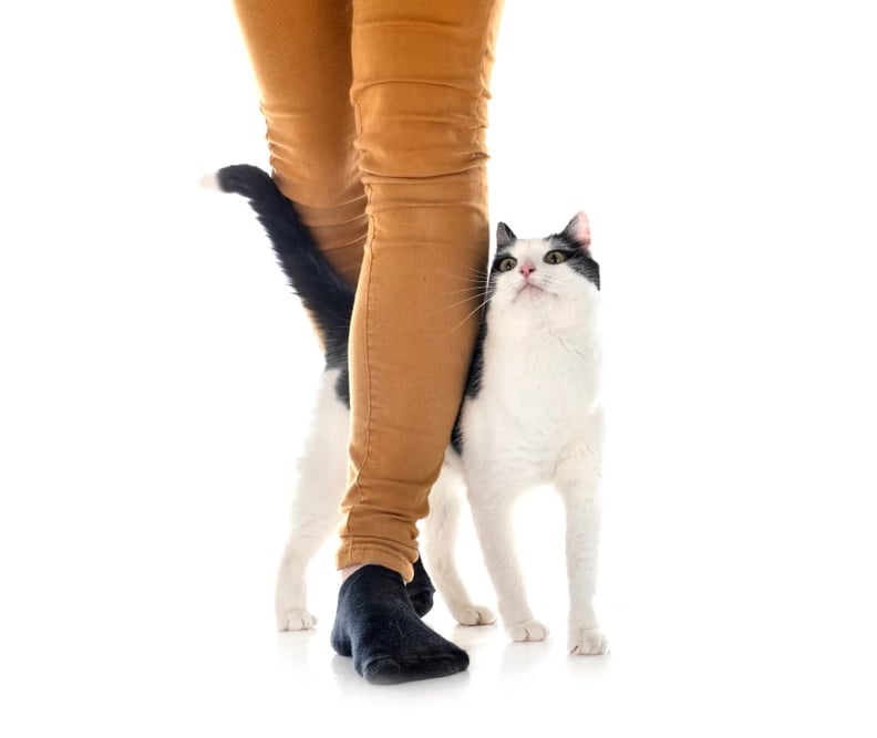 cat-walking-between-persons-legs