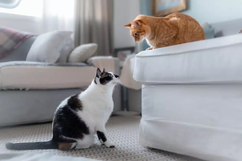 cats-cautiously-meeting