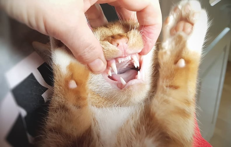 checking-cat-teeth
