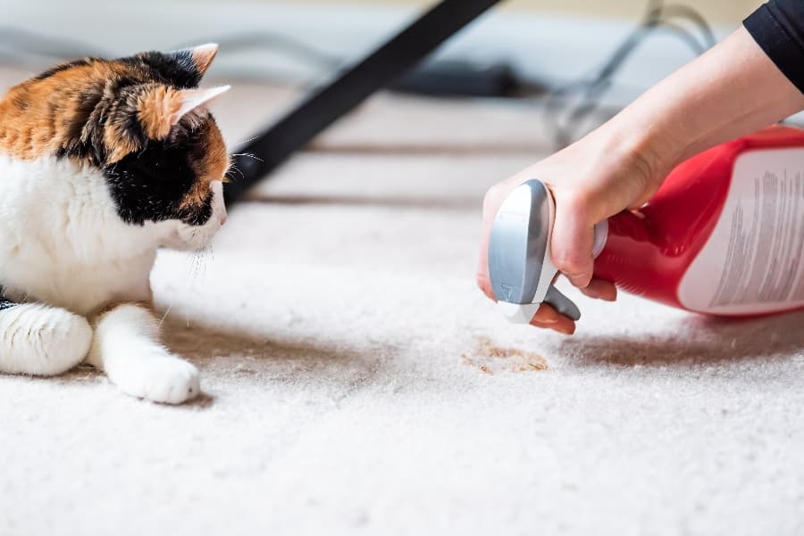 cleaning-up-cat-mess-with-pet-cleaner-compressed