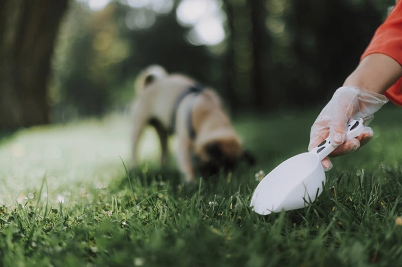 cleaning-up-dog-poop