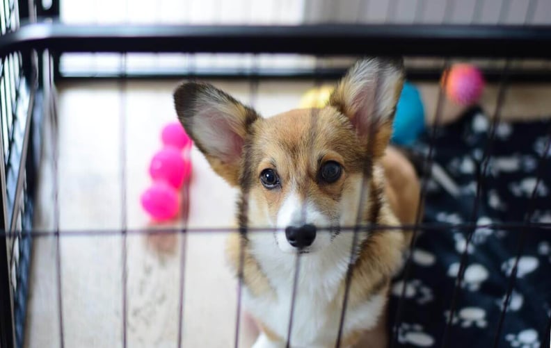 corgi-in-crate-with-toys