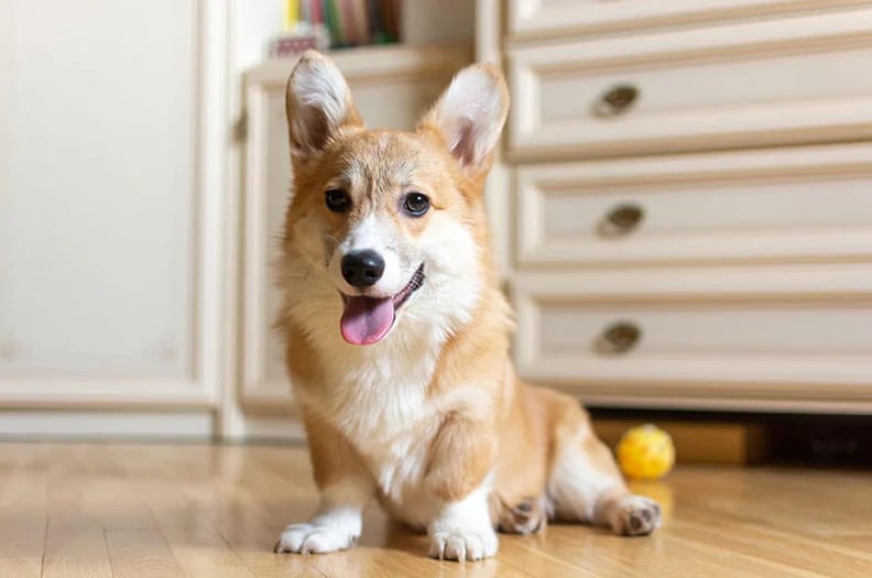 corgi-puppy