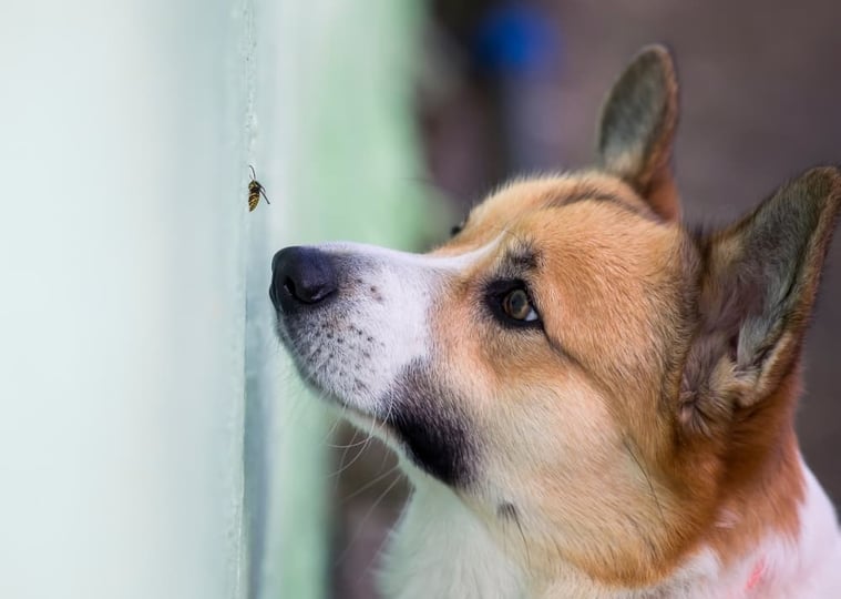 corgi-sniffing-bee-on-wall