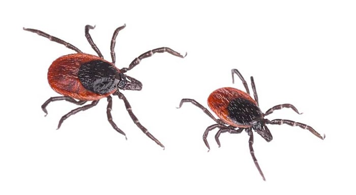 Ticks on Dogs: Complete Guide to Tick Prevention for Dogs