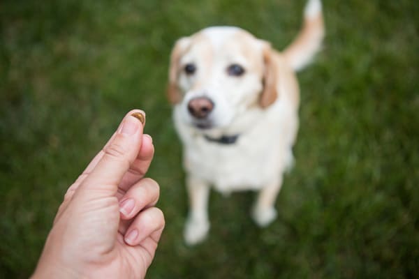 distracting-dog-treats