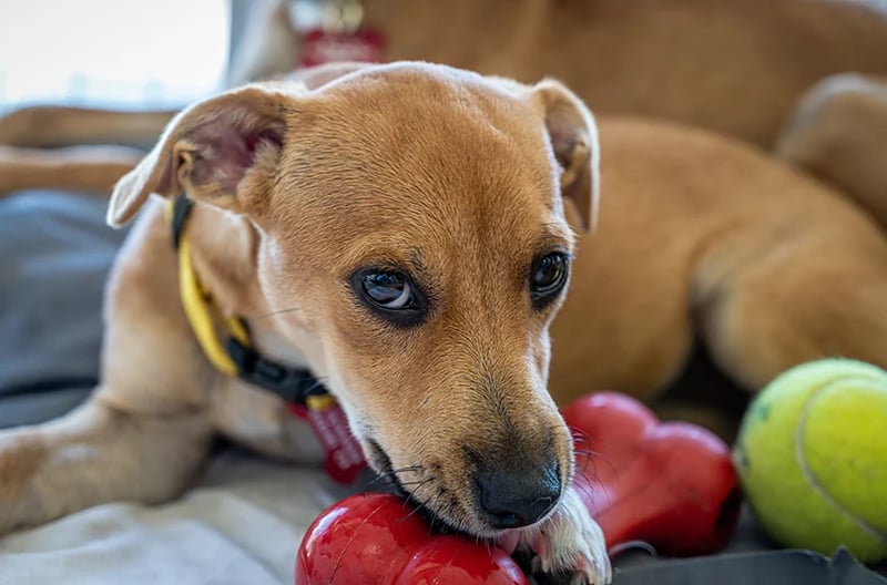 dog playing with toy bed