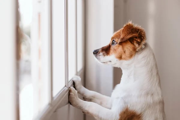 dog-anxiety-looking-out-window-sad