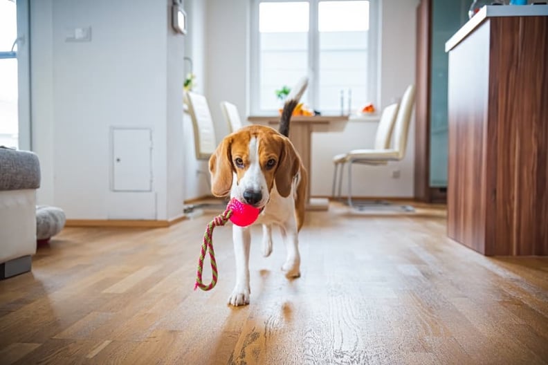 Fun Indoor Games to Play With Your Dog – American Kennel Club