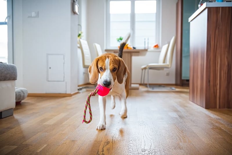 dog-asking-to-play-indoors