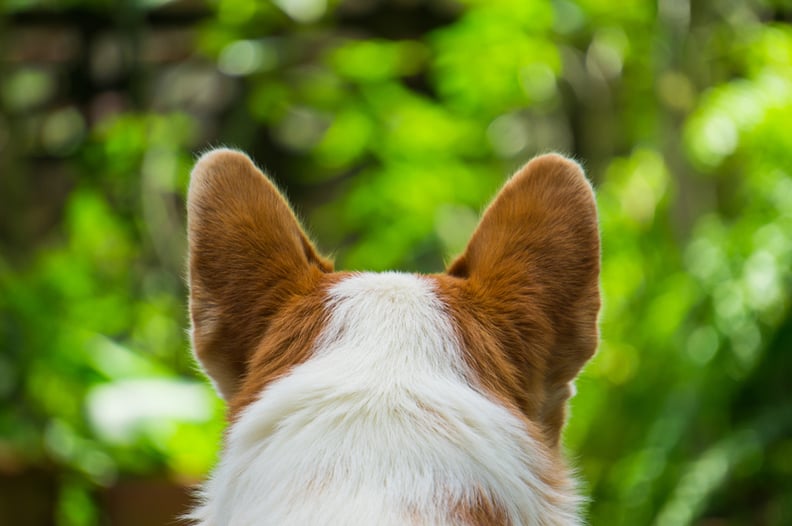 can you feed dogs raw bones